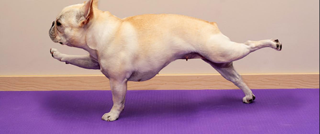 Dog Yoga
