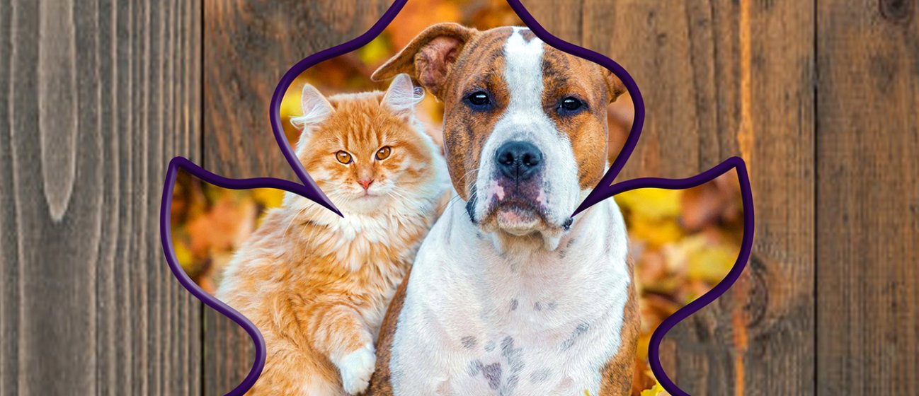 Thankful Fur Second Chances