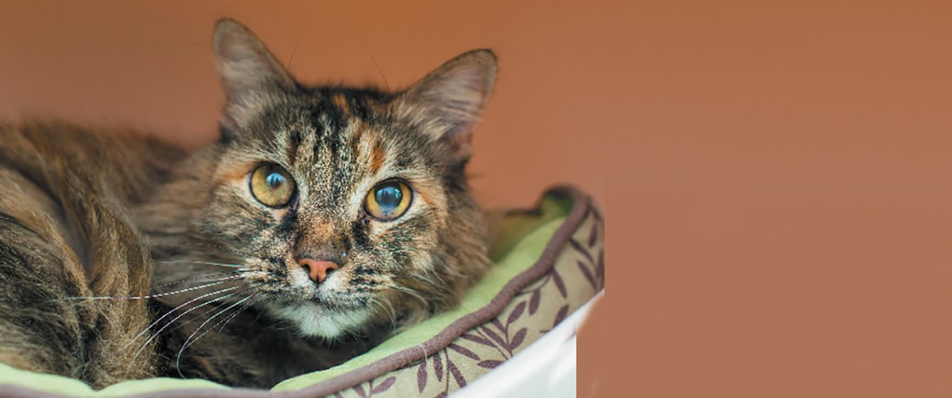Adopt a Senior Pet Month