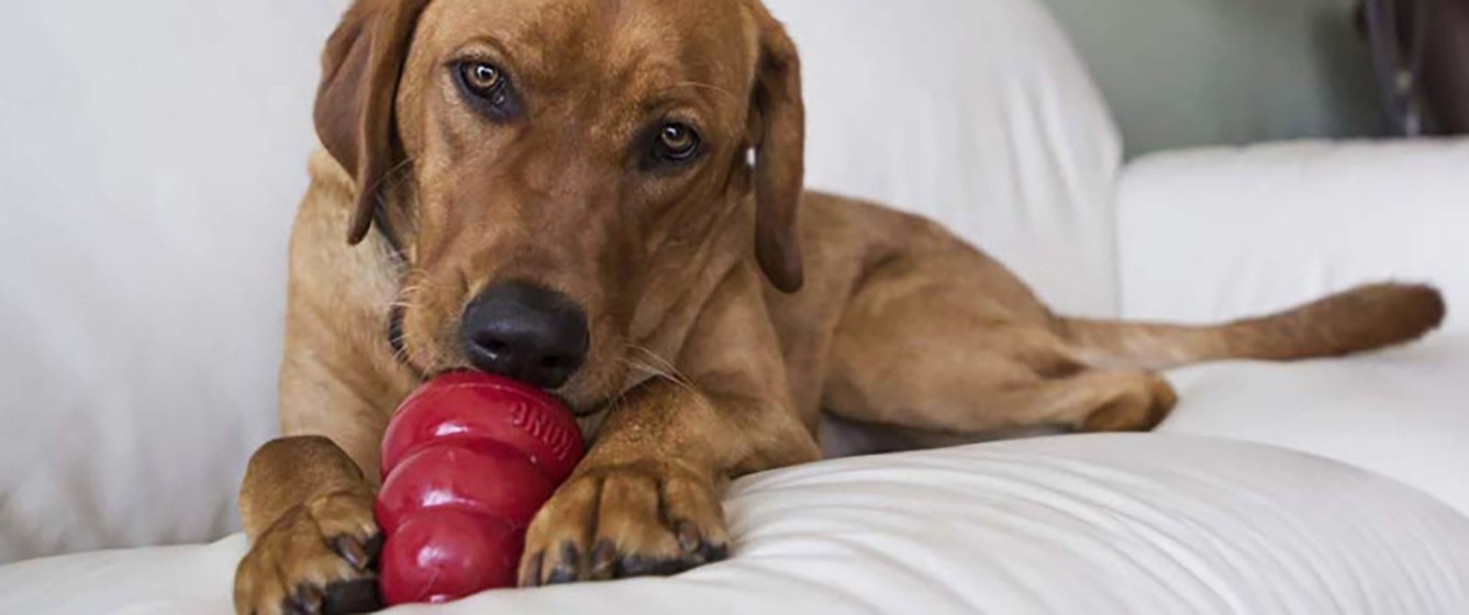 Dog with Kong