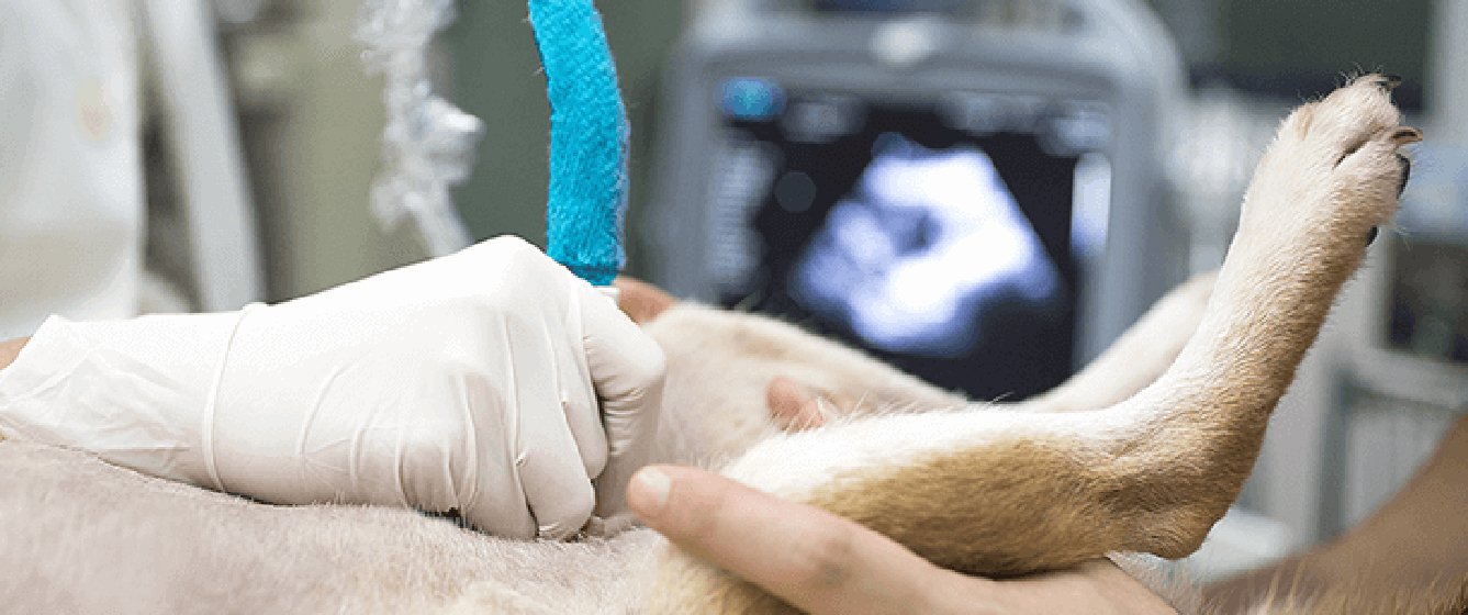 Pet Ultrasound