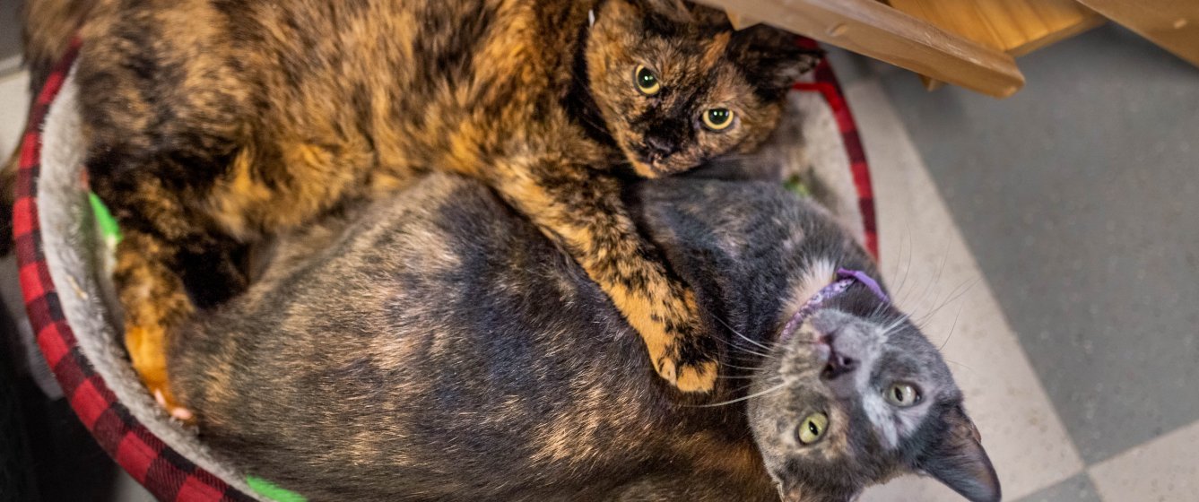 Cat Behavior Resources