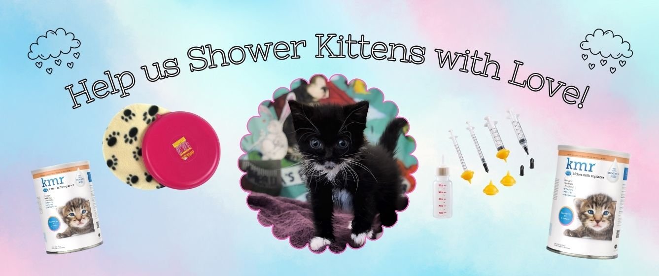 kitten