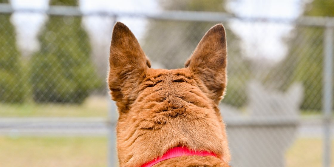 dog ears