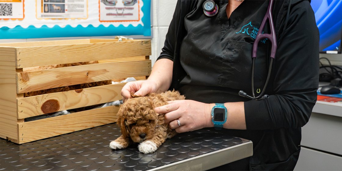 puppy exam