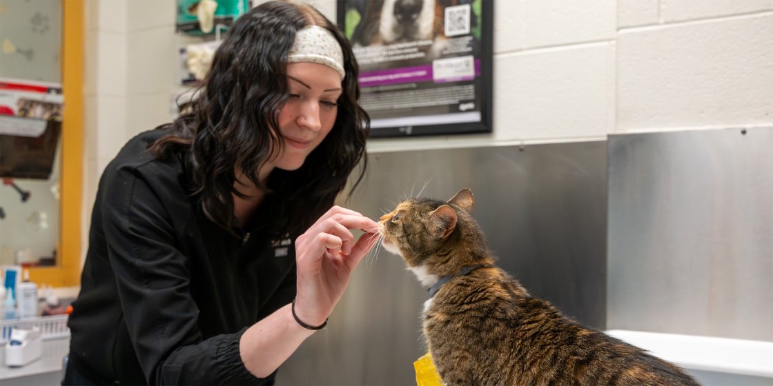 tech giving cat treat