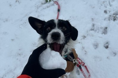 A small, black and white dog with his mouth open excitedly tries to grab a snowball from someone's hand wearing a black glove. There is snow on the ground under the dog.