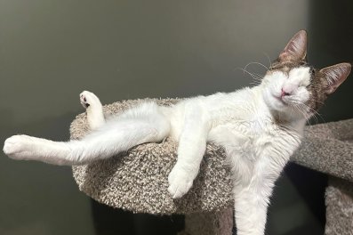 A white and brown cat with no eyes lounges on a gray cat tree with his legs dangling off the side.
