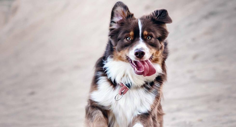 Happy Doggo