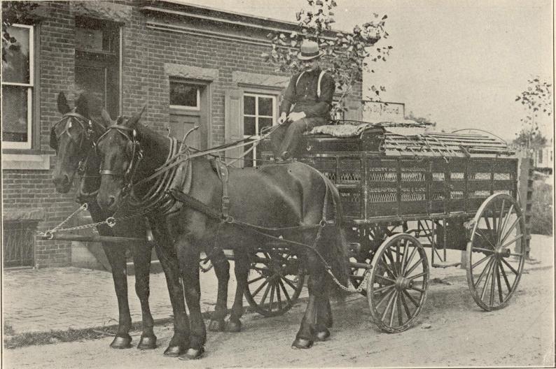 Women's Animal Center Dog Collection Wagon